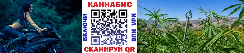 Шишки марихуана OG Kush Кстово